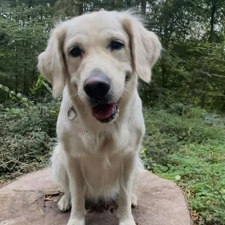 Privatunterkunft Souterrain Hunde Sehr Willkommen Grosser Eingezaunter Garten Apartment Heidelberg