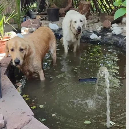 Privatunterkunft Souterrain Hunde Sehr Willkommen Grosser Eingezaunter Garten *