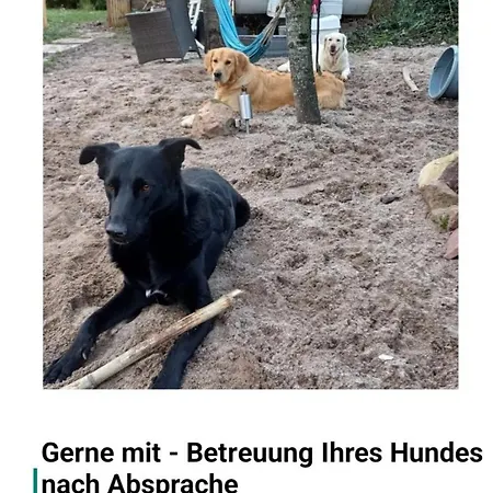 Privatunterkunft Souterrain Hunde Sehr Willkommen Grosser Eingezaunter Garten * Heidelberg